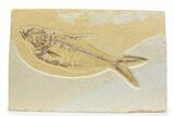 Bargain, Fossil Fish (Diplomystus) - Wyoming #373748-1